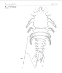 Pseudometeorina eratosthenica