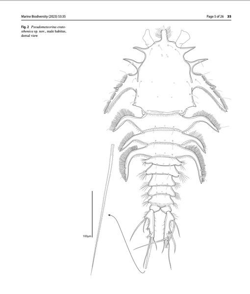 Pseudometeorina eratosthenica Pseudometeorina eratosthenica