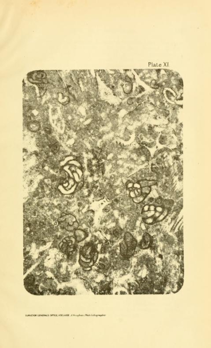Nubecularia lucifuga var. stephensi Howchin, 1894 Nubecularia lucifuga var. stephensi Howchin, 1894