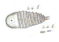 Oniscus fulgens Oniscus fulgens