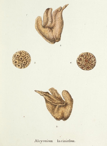 Alcyonium laciniosum Esper, 1805 Alcyonium laciniosum Esper, 1805