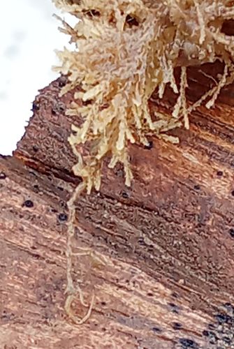 Caprellidae, (2023, Fig.9) Caprellidae, (2023, Fig.9)