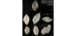 Massilina decorata Cushman, 1922