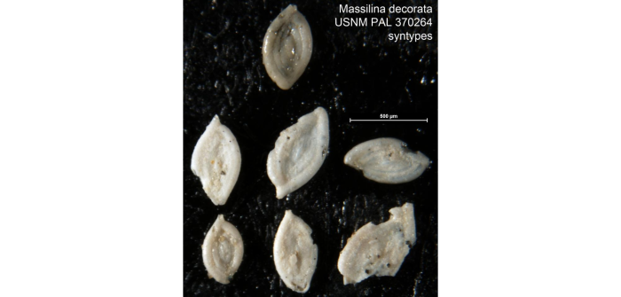 Massilina decorata Cushman, 1922 Massilina decorata Cushman, 1922