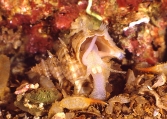 Turritropis zuluensis (Barnard, 1963), author: Herbert, David
