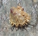 Modiolus barbarus, Fig.1, author: El Bouchikhi, Khadija