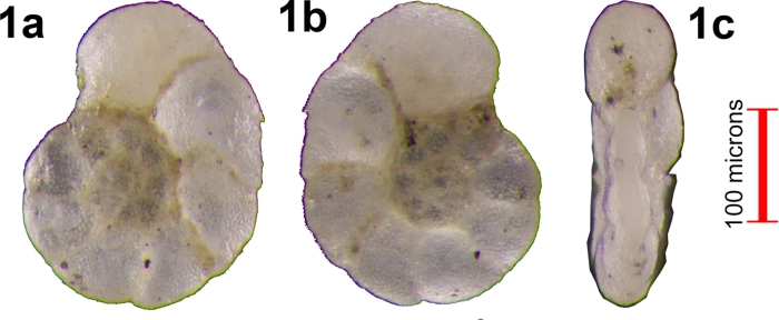 Anomalina eaglefordensis Moreman, 1927 Anomalina eaglefordensis Moreman, 1927