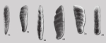 Vaginulinopsis robustus Yadrenkin in Yadrenkin & Klets, 2004