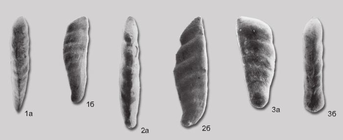 Vaginulinopsis robustus Yadrenkin in Yadrenkin & Klets, 2004 Vaginulinopsis robustus Yadrenkin in Yadrenkin & Klets, 2004