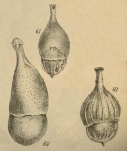 Lagena vulgaris var. bicamerata Jones, 1874 Lagena vulgaris var. bicamerata Jones, 1874