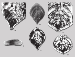 Frondicularia flabellata Yadrenkin in Yadrenkin & Klets, 2004