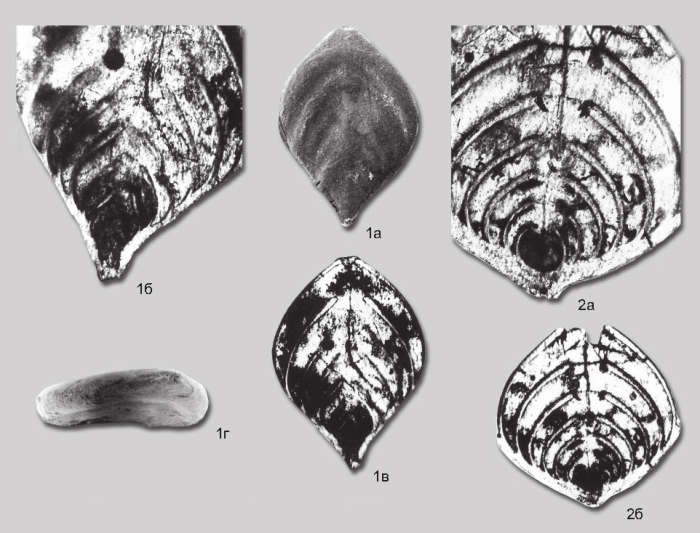 Frondicularia flabellata Yadrenkin in Yadrenkin & Klets, 2004 Frondicularia flabellata Yadrenkin in Yadrenkin & Klets, 2004