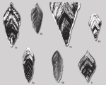 Frondicularia orientalis Yadrenkin in Yadrenkin & Klets, 2004