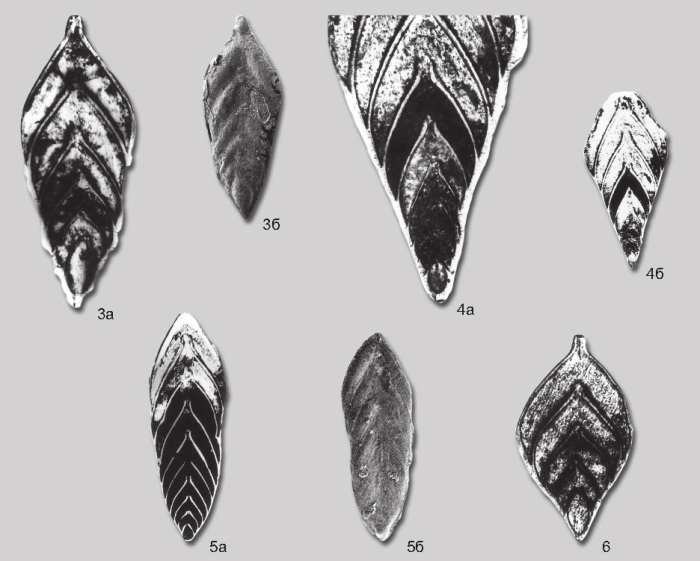 Frondicularia orientalis Yadrenkin in Yadrenkin & Klets, 2004 Frondicularia orientalis Yadrenkin in Yadrenkin & Klets, 2004