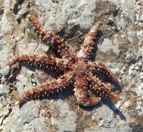 Coscinasterias tenuispina, Fig.3 Coscinasterias tenuispina, Fig.3