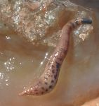 Sipuncula