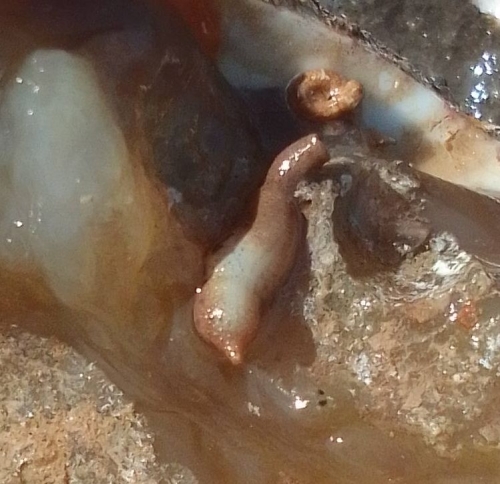 Sipuncula, (2023, Fig.6) Sipuncula, (2023, Fig.6)