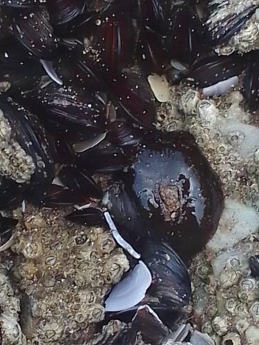 Actinia, (2022, Fig.3) Actinia, (2022, Fig.3)