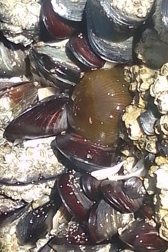 Actinia, (2022, Fig.4) Actinia, (2022, Fig.4)