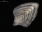 Frondicularia hebronensis Moreman, 1927