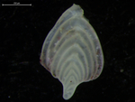 Frondicularia hebronensis Moreman, 1927