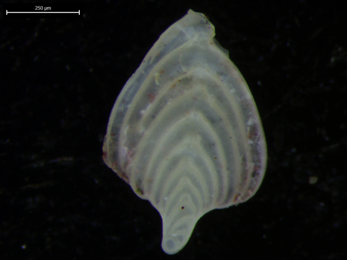 Frondicularia hebronensis Moreman, 1927 Frondicularia hebronensis Moreman, 1927