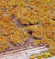 Xanthoria parietina, Fig.1, author: El Bouchikhi, Khadija