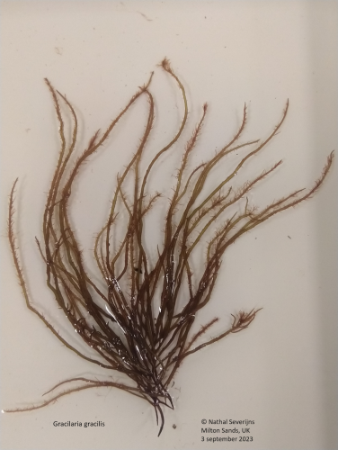 Gracilaria gracilis Gracilaria gracilis