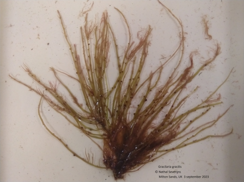 Gracilaria gracilis Gracilaria gracilis