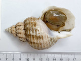 Buccinum terraenovae - aperture view, author: Nozes, Claude