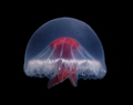Santjordia pagesi holotype lateral