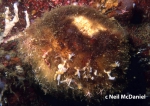 Geodia mesotriaena