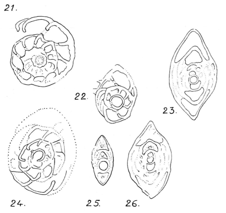 Robuloides lens Reichel, 1946 Robuloides lens Reichel, 1946