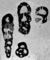 Haplophragmina kashirica Reitlinger, 1950, author: Le Coze, Franis