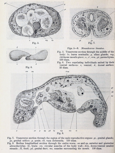 Conaperta lineata from Peebles 1915 Conaperta lineata from Peebles 1915