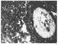 Ellesmerella permica (Steinmann in Pia, 1937), author: Le Coze, François