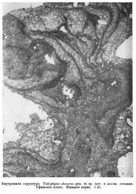 Tubiphytes obscurus Maslov, 1956 Tubiphytes obscurus Maslov, 1956