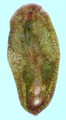 Wulguru cuspidata