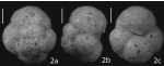 Trochamminopsis teicherti Tremblin & Haig, 2023