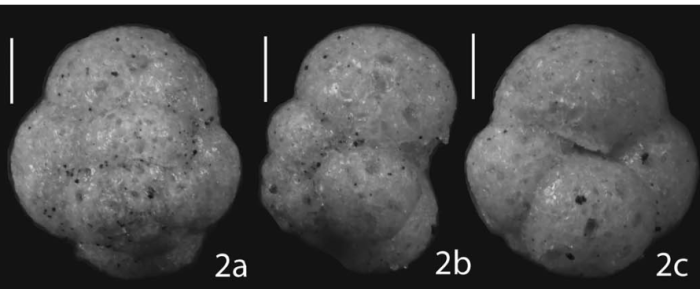 Trochamminopsis teicherti Tremblin & Haig, 2023 Trochamminopsis teicherti Tremblin & Haig, 2023