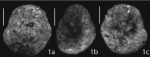 Tritaxis crespinae Tremblin & Haig, 2023