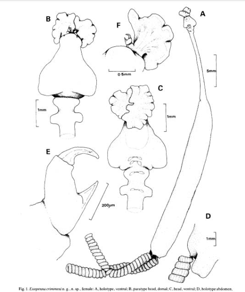 Metamorphosed adult female of Exopenna crimmeni Metamorphosed adult female of Exopenna crimmeni