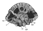 Praelockhartia neoakbari Vicedo & Robles-Salcedo in Vicedo et al., 2019