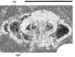 Rotaliidium parvum Vicedo & Robles-Salcedo in Vicedo et al., 2019