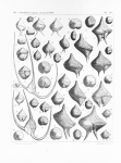 <B>Meunier, A.</B> (1910). Microplankton des Mers de Barents et de Kara. Duc d'Orléans. Campagne arctique de 1907. Imprimerie scientifique Charles Bulens: Bruxelles, Belgium. 355 + atlas (XXXVII plates) pp.