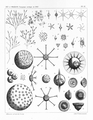 Protozoa