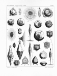Meunier, A. (1910). Microplankton des Mers de Barents et de Kara. Duc d'Orléans. Campagne arctique de 1907. Imprimerie scientifique Charles Bulens: Bruxelles, Belgium. 355 + atlas (XXXVII plates) pp.