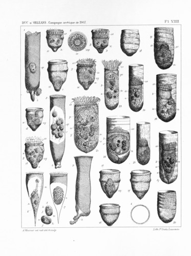 Meunier (1910, pl. 09) Meunier (1910, pl. 09)