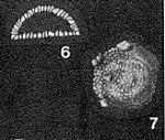 Webbinella tholus Moreman, 1933