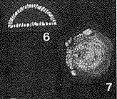 Webbinella tholus Moreman, 1933 Webbinella tholus Moreman, 1933